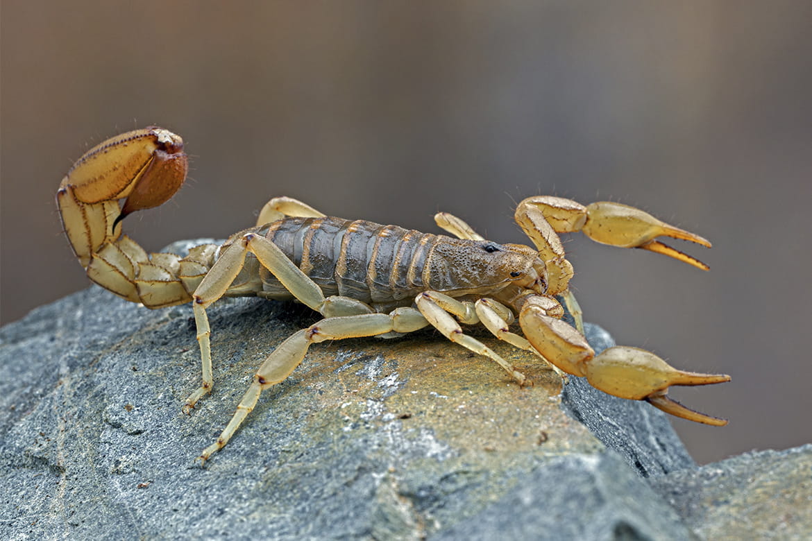Scorpion Stings: Myths and Facts - Banner Health