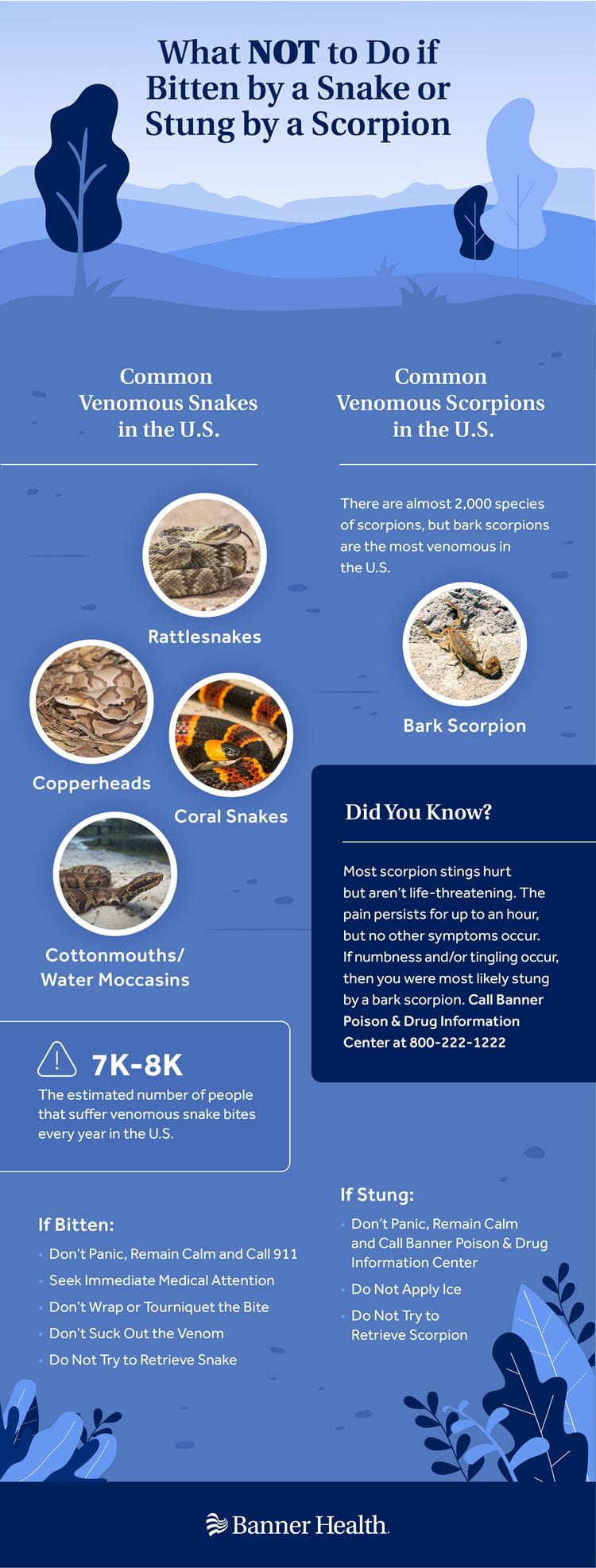 Stung by snake or scorpion infographic
